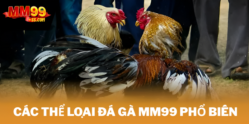 Các thể loại đá gà MM99 phổ biến
