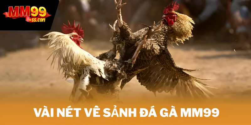 Đôi nét về sảnh đá gà MM99
