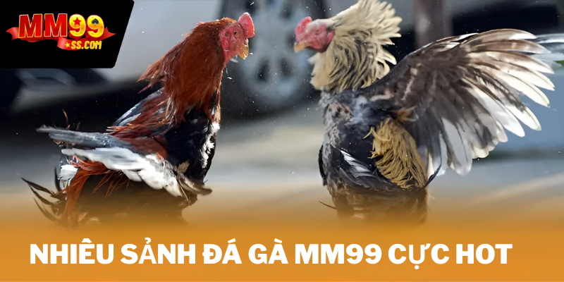 Nhiều sảnh đá gà MM99 cực hot
